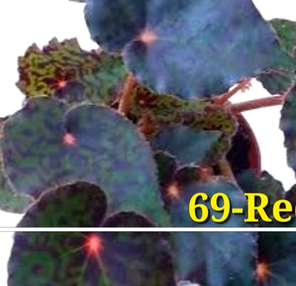 Begonia Red Planet