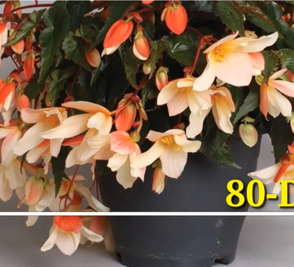 Begonia Dragoste