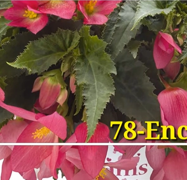 Begonia Encanto Pink