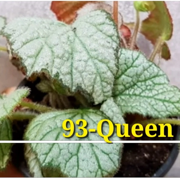 Begonia Queen Olympus