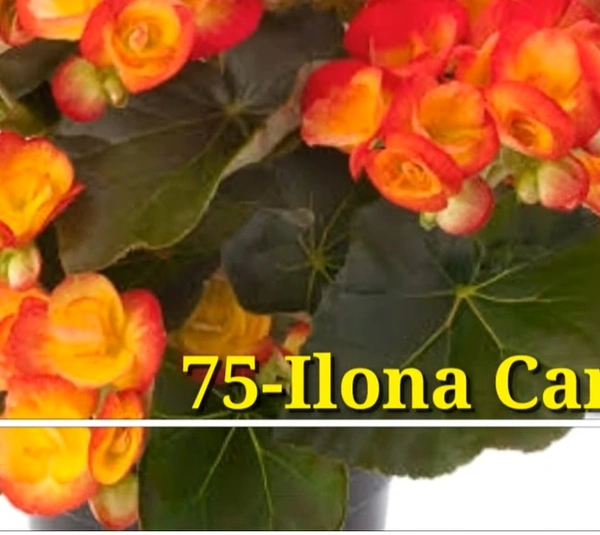 Begonia ilona Carneval