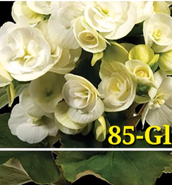 Begonia Glory White