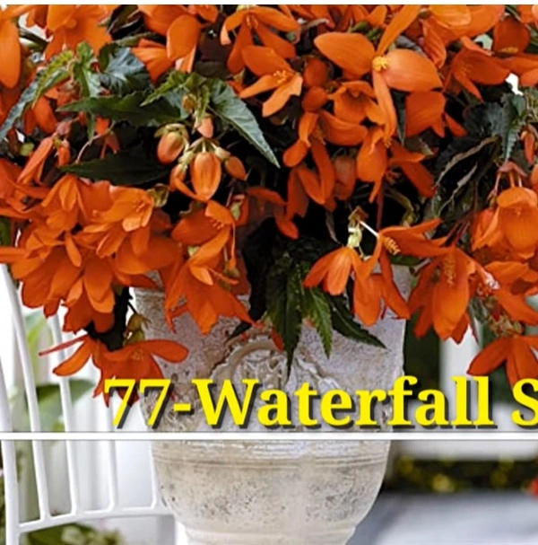 Begonia Waterfall Sun Perennials