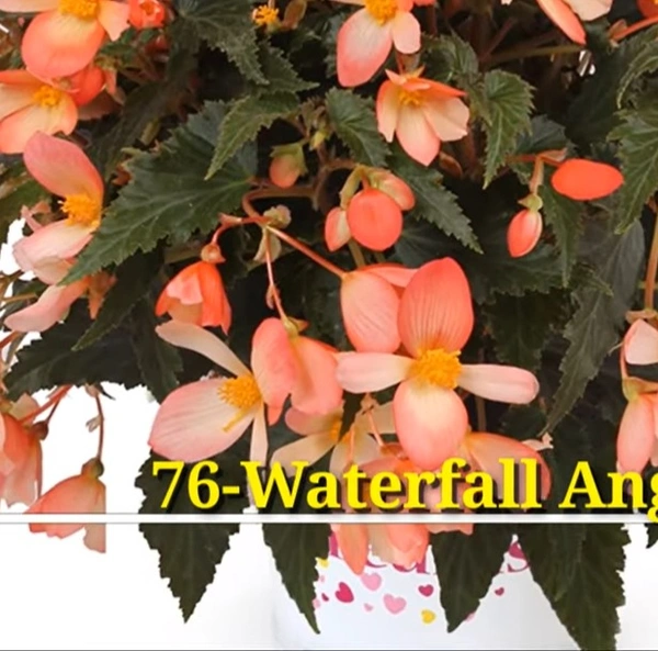 Begonia Waterfall Angel Soft Orange