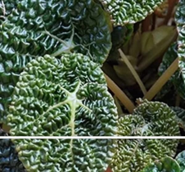 Begonia Moyessi