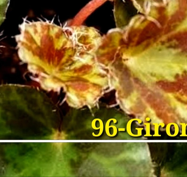 Begonia Gironellae