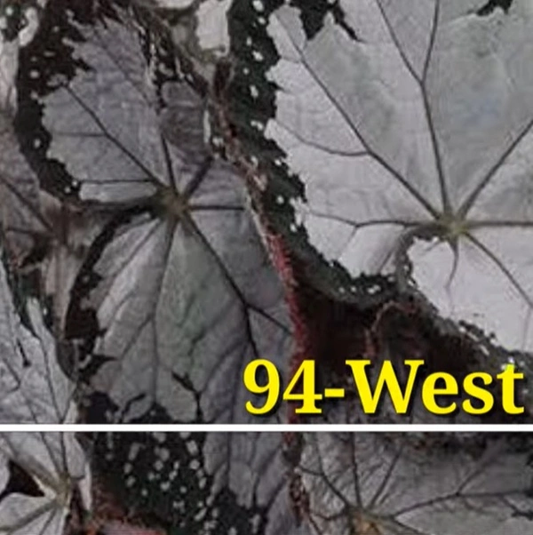Begonia West Texas Blizzard