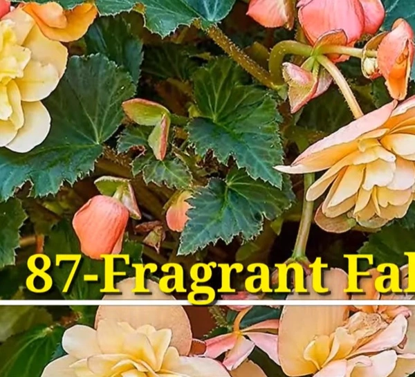 Begonia Fragrant Falls Pitch