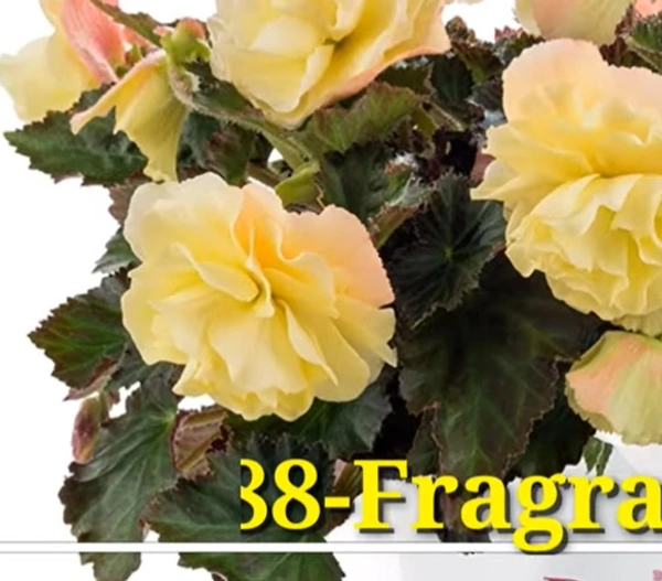 Begonia Fragrance Falls Lemon