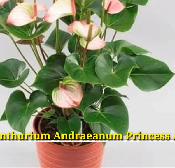 Anthurium Andraeanum Princess  Amulia