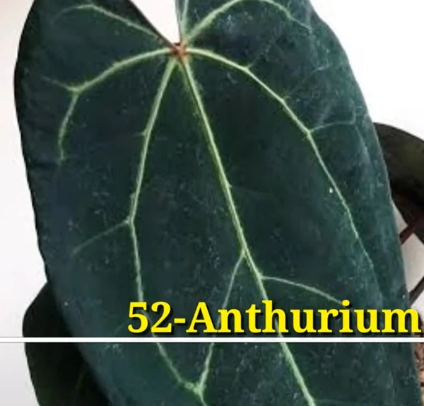 Anthurium Ace Of Spades (50 Pcs.)