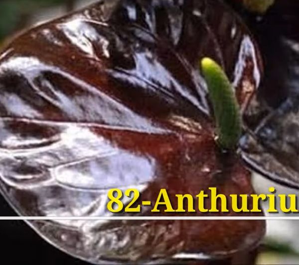 Anthurium Chocolate