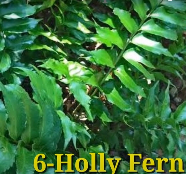 Holly Fern
