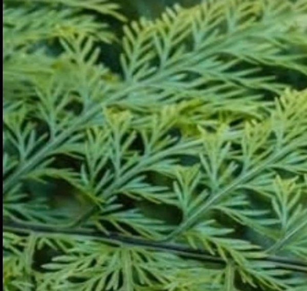 Hen & Chicken Fern