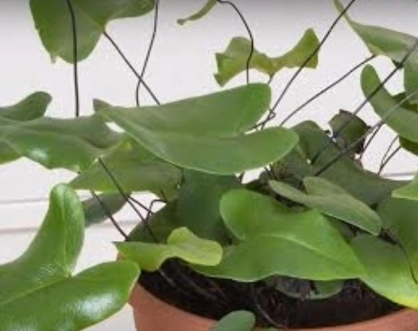 Heart Fern
