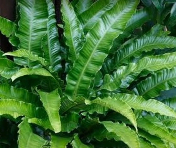 Heart' Tongue Fern