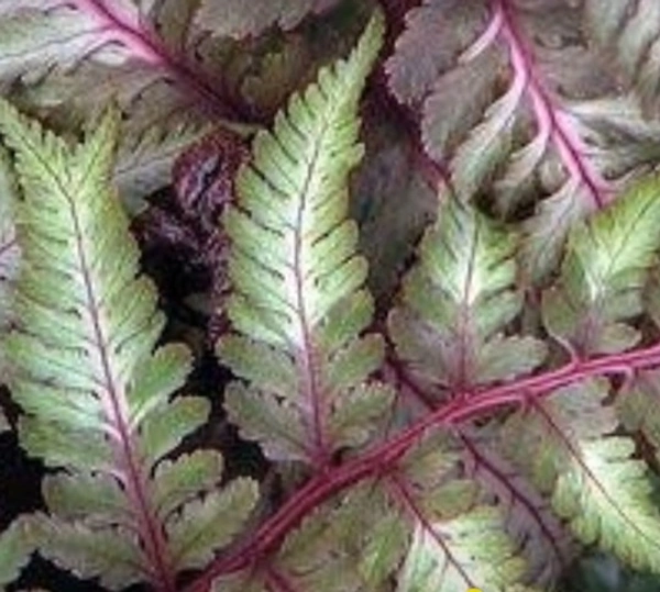 Japanese Painted Fern