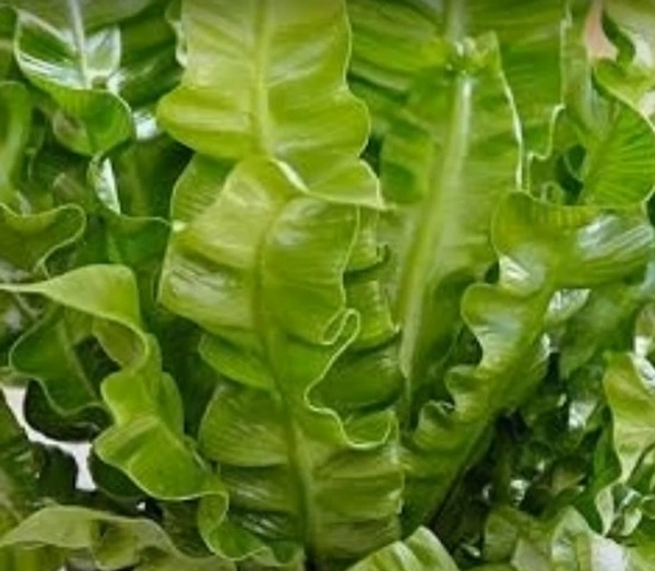 Crispy Wave Fern