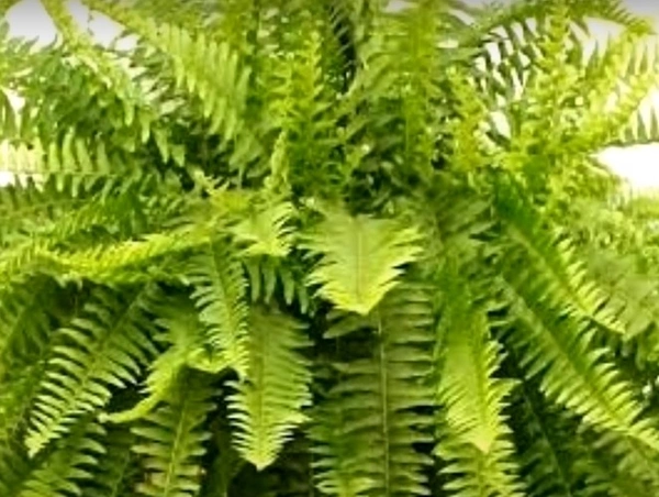 Boston Fern