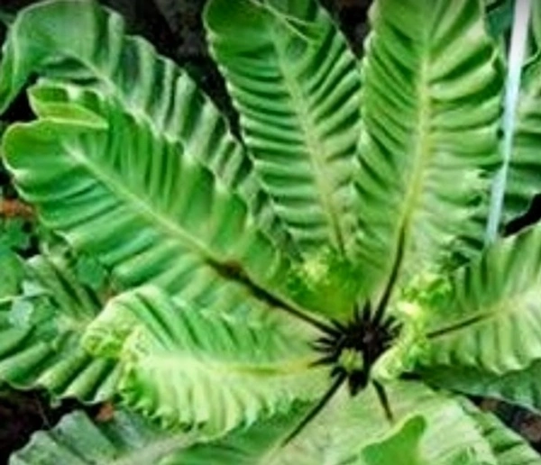 Cobra Bird's Nest  Fern