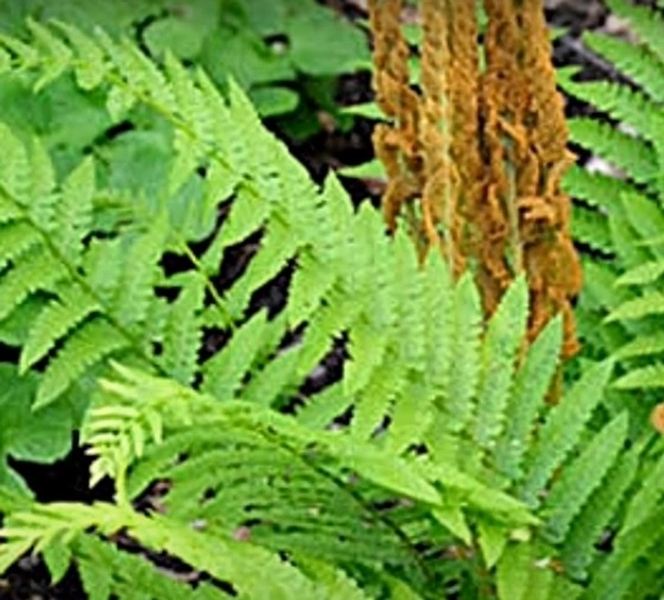 Cinnamon Fern