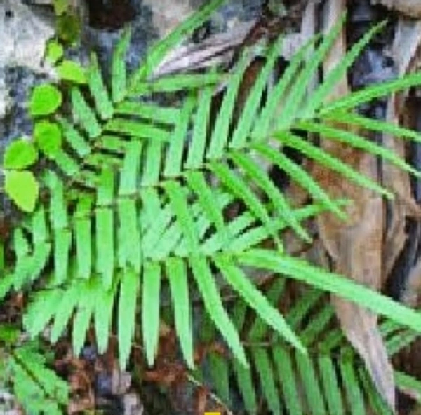 Chinese Brake Fern
