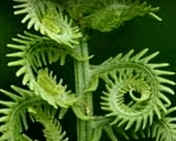 Spring Fern