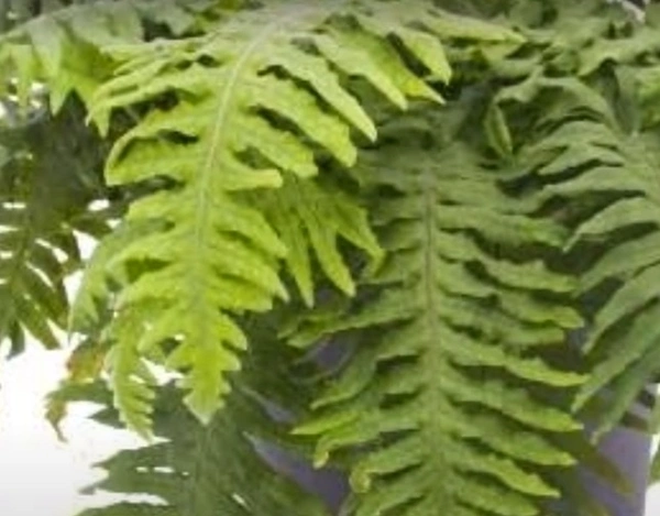 Caterpillar Fern