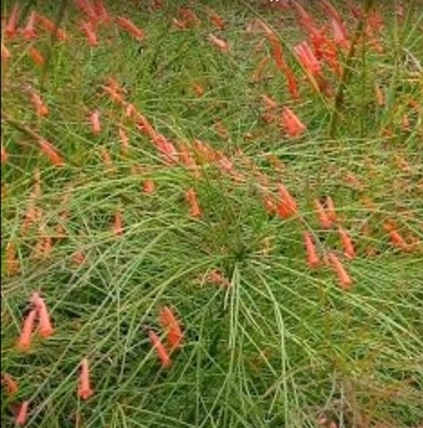 Fire Cracker Fern