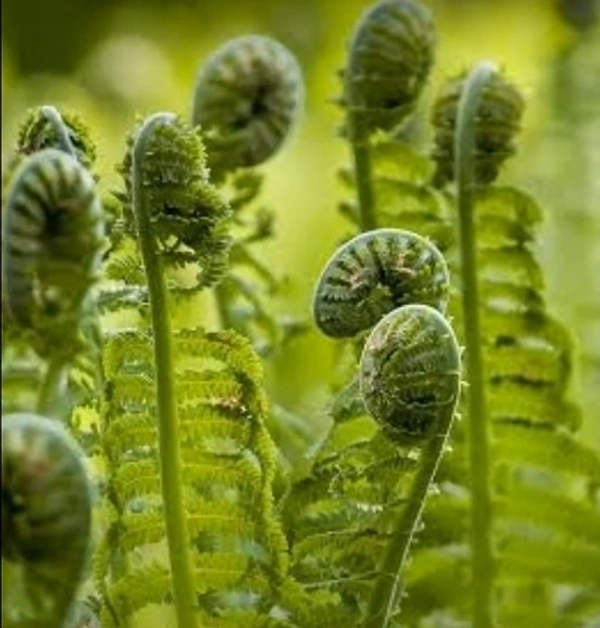 Eagle Fern