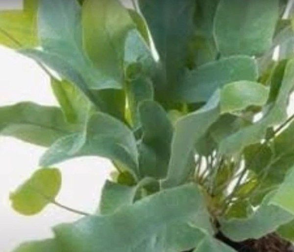 Blue Star Fern