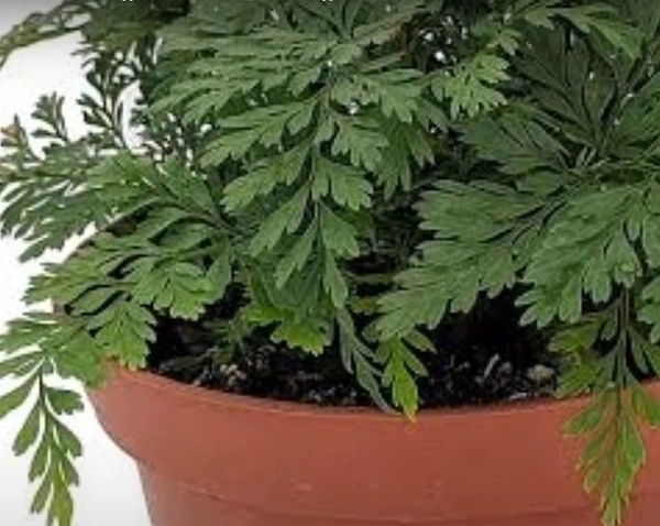 Black Rabbit's Foot Fern
