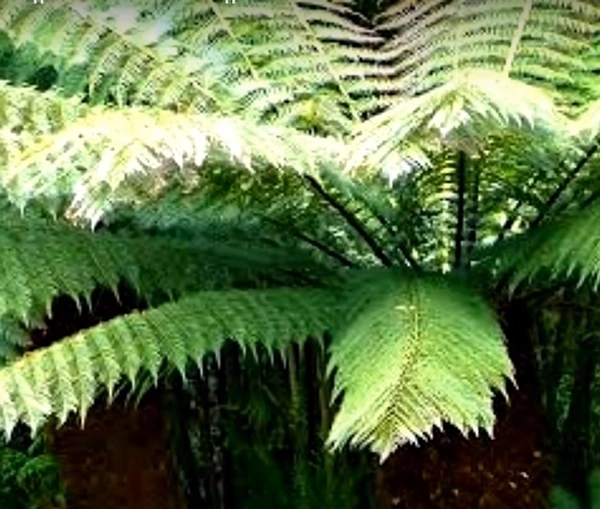 Dicksonia Tree Fern