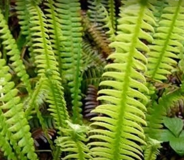 Deer Fern