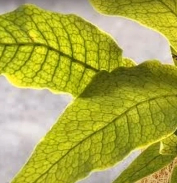 Crocodile Fern