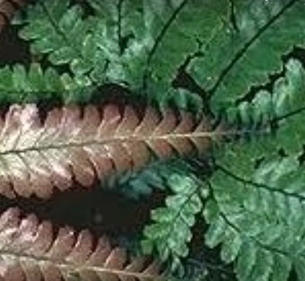 Bronze Venus Fern