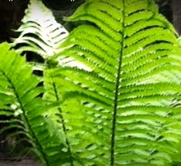 Giant Ostrich Fern
