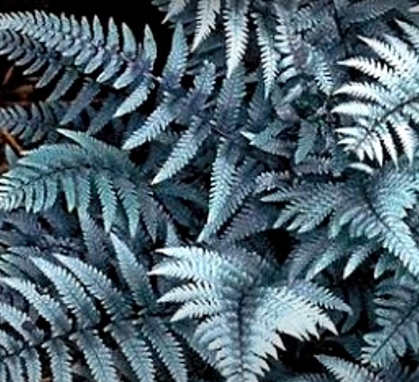 Ghost Fern