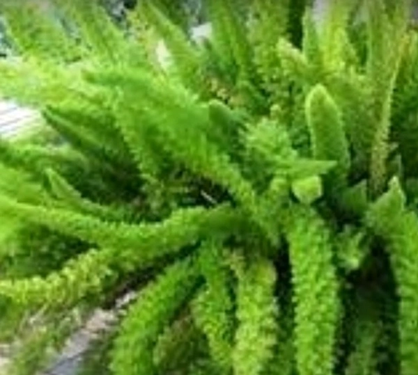 Foxtail Fern