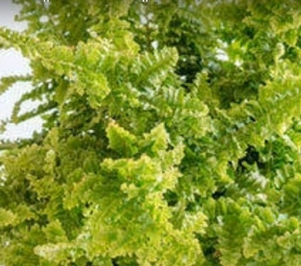 Fluffy Ruffle Fern