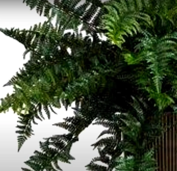 Ruffle Fern