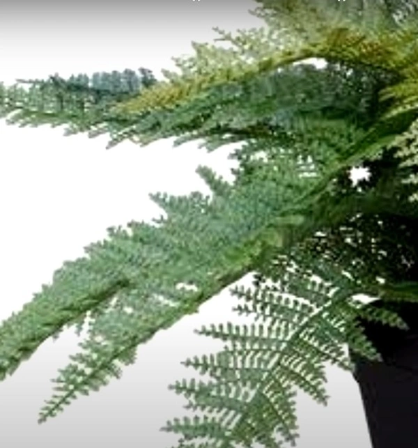 Fishtail Fern