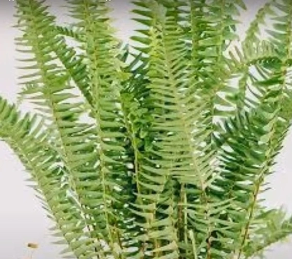Kimberly Queen Fern