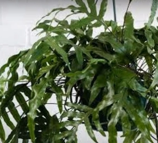 Kangaroo Fern