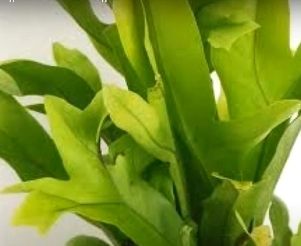 Green Flame Fern