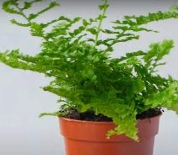 Green Fantasy Fern
