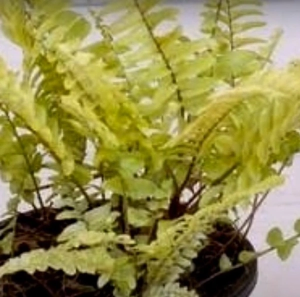 Golden  Fern