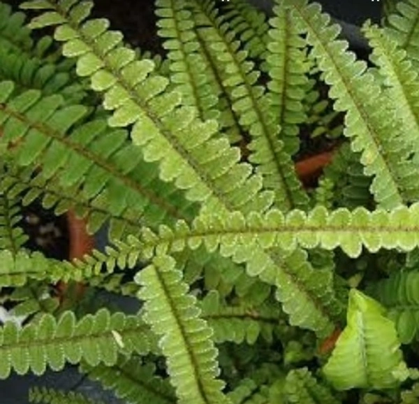 Lemon Button  Fern