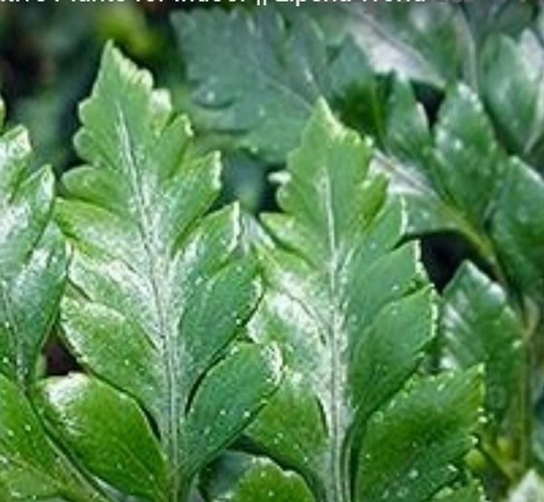 Leatherleaf Fern