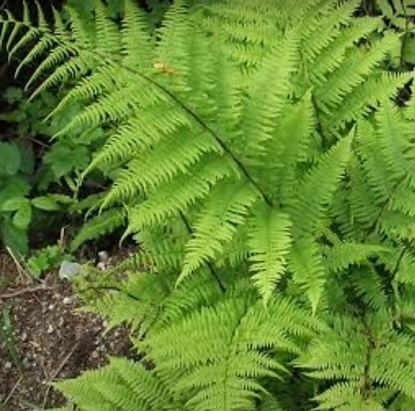 Lady Fern